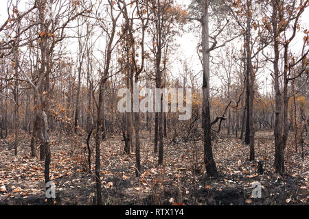 Une zone de forêt qui a été brûlé par un feu de forêt Banque D'Images