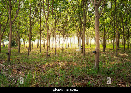 Rangée d'arbre à caoutchouc para en caoutchouc de plantation tapping Banque D'Images