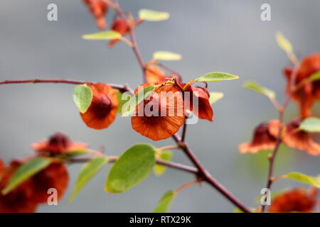 Succursales / filiale de Jérusalem thorn ou Paliurus spina christi ou Garland thorn ou thorn Christs ou couronne d'épines plante arbuste à feuilles caduques Banque D'Images