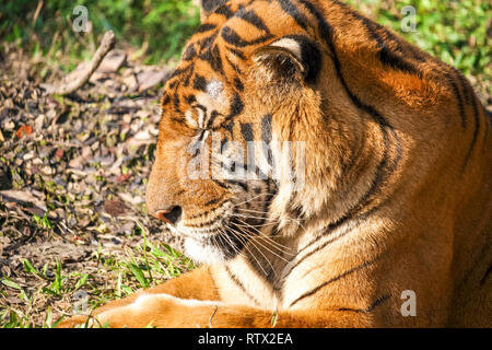 Roar - Royal tigre du Bengale Banque D'Images