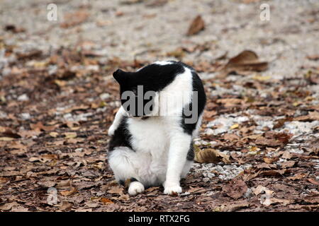 Noir et blanc mignon chat domestique assis et de nettoyage elle-même, alors qu'assis sur le gravier chemin forestier recouvert de feuilles séchées sur chaude journée ensoleillée Banque D'Images