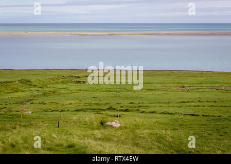 Moutons dans un pré au-dessus de l'océan Atlantique au sud-est de l'Islande Banque D'Images