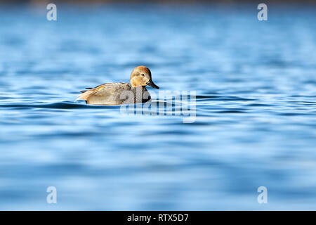 Le Canard chipeau (Anas strepera strepera canard, Mareca) natation Banque D'Images