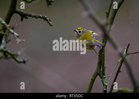 Bird Goldcrest (Regulus regulus) assis sur une branche Banque D'Images