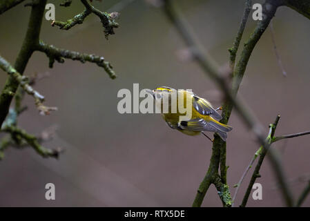 Bird Goldcrest (Regulus regulus) assis sur une branche Banque D'Images