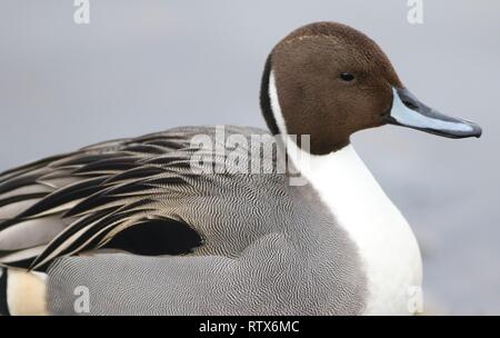 Mâles du Canard pilet (Anas acuta) portrait tiré sur l'estuaire de rivière. Montrant Drake marquage sur tête. Février 2019, Gloucestershire, Royaume-Uni Banque D'Images