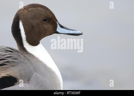 Mâles du Canard pilet (Anas acuta) portrait tiré sur l'estuaire de rivière. Montrant Drake marquage sur tête. Février 2019, Gloucestershire, Royaume-Uni Banque D'Images