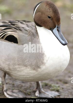 Mâles du Canard pilet (Anas acuta) portrait tiré sur l'estuaire de rivière. Montrant Drake marquage sur tête. Février 2019, Gloucestershire, Royaume-Uni Banque D'Images