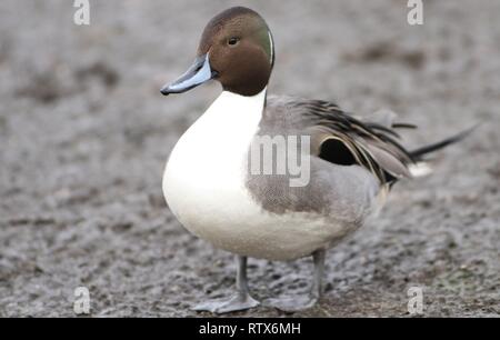 Mâles du Canard pilet (Anas acuta) portrait tiré sur l'estuaire de rivière. Montrant Drake marquage sur tête. Février 2019, Gloucestershire, Royaume-Uni Banque D'Images