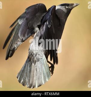 Choucas (Corvus monedula) voler dans roselière. Février 2019, Gloucestershire, Royaume-Uni Banque D'Images