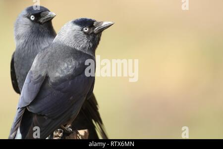 Deux choucas (Corvus monedula) perché dans les terres agricoles. Février 2019, Gloucestershire, Royaume-Uni Banque D'Images