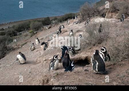 Les manchots de Magellan, Spheniscus magellanicus, au San Lorenzo Pinguinera, la Péninsule de Valdès, Chubut, en Patagonie argentine