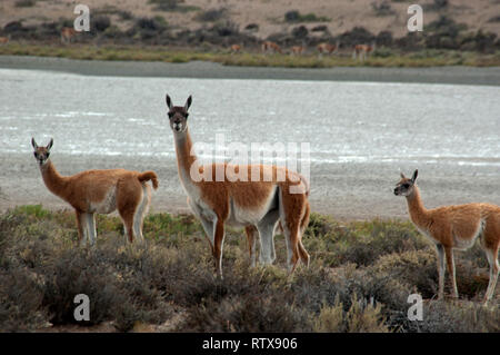 Guanacos sauvages, Lama guanicoe, steppes de la Péninsule de Valdès, Chubut, en Patagonie argentine Banque D'Images