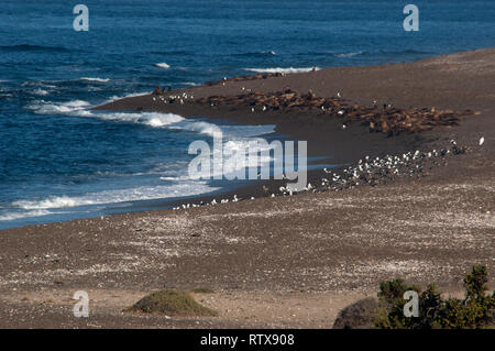 Les otaries de Patagonie, Otaria byronia, reste à Punta Nova beach, la Péninsule de Valdès, Chubut, en Patagonie argentine Banque D'Images