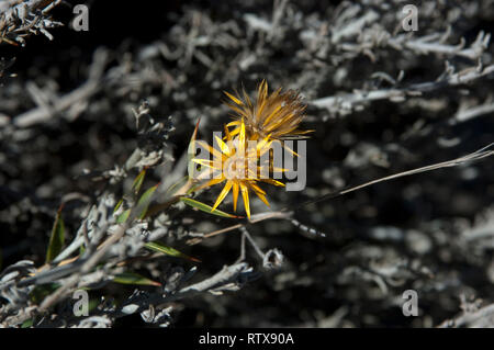 Fleur jaune, Chuquiraga erinacea, famille des astéracées, la Péninsule de Valdès, Chubut, en Patagonie argentine Banque D'Images