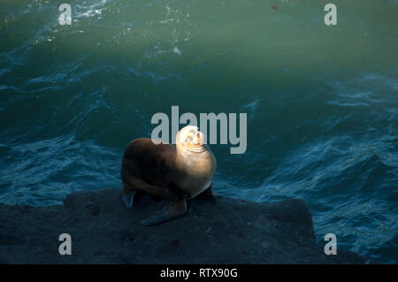 Lion de mer de Patagonie, Otaria byronia, Loberia de Puerto Piramides, la Péninsule de Valdès, Chubut, en Patagonie argentine Banque D'Images