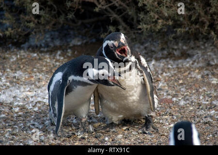 Les manchots de Magellan, Spheniscus magellanicus, vocalisant, Pinguinera Punta Tombo, Rawson, Chubut, en Patagonie argentine