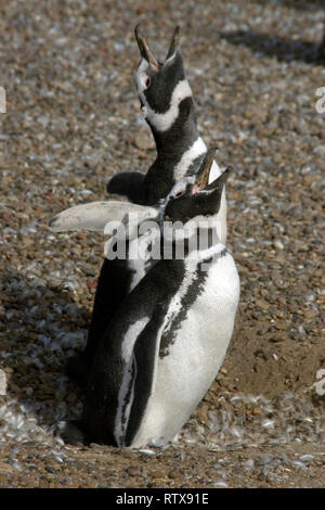 Magellanic Penguin, Spheniscus magellanicus, vocalisant, Pinguinera Punta Tombo, Rawson, Chubut, en Patagonie argentine