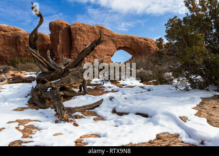 Scène enneigée dans Arches national park avec fenêtre nord dans l'arrière-plan et un vieux arbre mort devant Banque D'Images