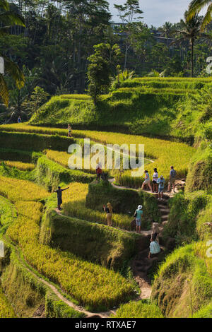 BALI, INDONÉSIE, le 17 mai, 2017 ; escaliers de la Terre dans les rizières.Terrasse rizières de Bali, Ubud Tegallalang Banque D'Images