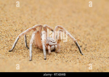 - Carparachne aureoflava araignée roue blanc, de l'araignée du désert du Namib, Walvis Bay, en Namibie. Banque D'Images