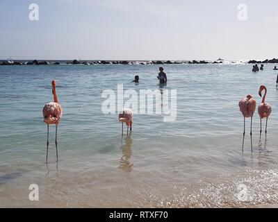 Les flamants roses et les humains de prendre un bain ensemble dans la mer des Caraïbes Banque D'Images