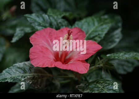 Cultivar Hibiscus rosa-sinensis Banque D'Images