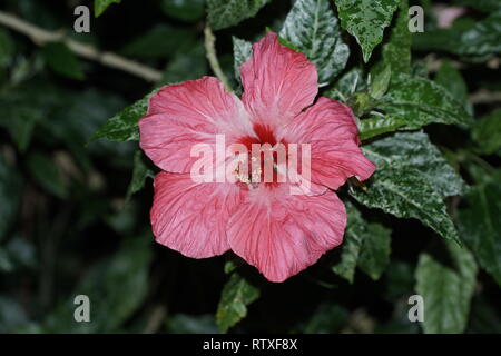 Cultivar Hibiscus rosa-sinensis Banque D'Images