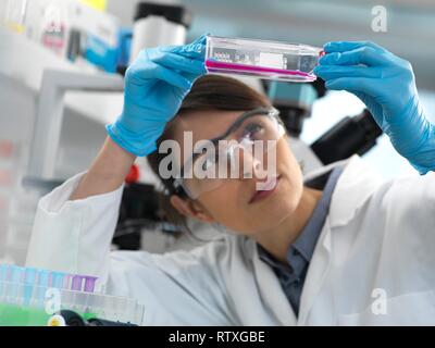 Biologiste cellulaire femelle de l'examen d'un ballon contenant des cellules souches, cultivé en milieu de croissance rouge. Banque D'Images