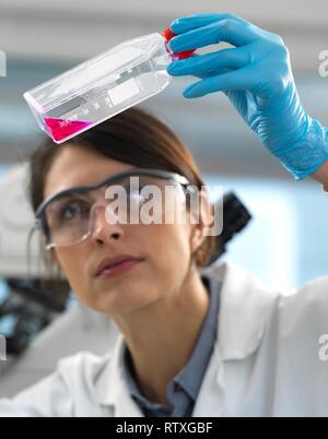 Biologiste cellulaire femelle de l'examen d'un ballon contenant des cellules souches, cultivé en milieu de croissance rouge. Banque D'Images