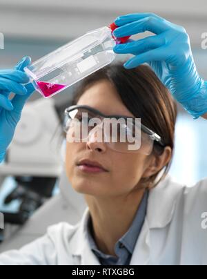 Biologiste cellulaire femelle de l'examen d'un ballon contenant des cellules souches, cultivé en milieu de croissance rouge. Banque D'Images