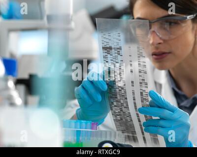 Female scientist de l'affichage d'un autoradiogram gel pendant une expérience en laboratoire. Banque D'Images