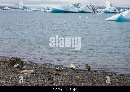 Canards sur le lac glaciaire Jökulsárlón sur le bord du Parc National de Vatnajökull Banque D'Images