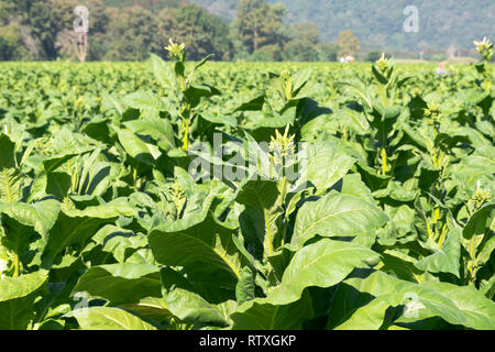 Feuilles et fleurs de tabac sur framland avec la lumière du soleil. Banque D'Images