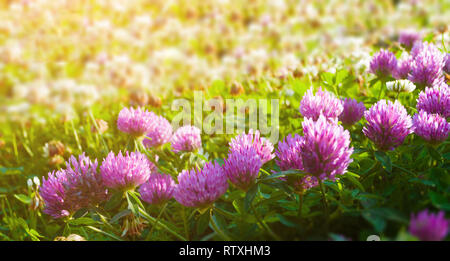Paysage de prairie d'été. Fleurs roses de l'été soleil trèfle lt par le coucher du soleil d'été - paysage. Les fleurs au point sélective Banque D'Images