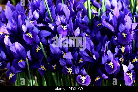 Un bouquet d'iris nain bleu. Banque D'Images
