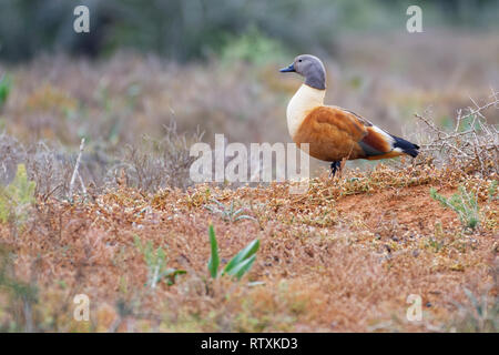 Tadorne Casarca Tadorna sud-africains (cana), mâle adulte, sur le nid, dans la prairie, parc national Addo, Eastern Cape, Afrique du Sud, l'Afrique Banque D'Images