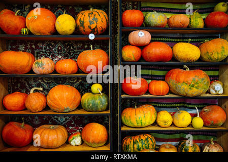 Citrouilles jaune sur l'automne. Banque D'Images