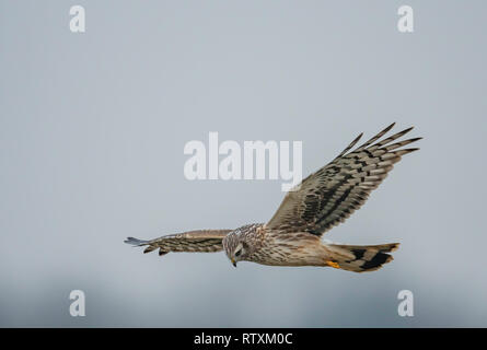 Busard Saint-Martin femelle(Circus cyaneus) en vol et de la chasse sur une étendue de terres agricoles de Norfolk. Banque D'Images