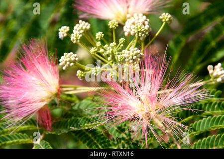 Albizia julibrissin fleurs close-up en arrière-plan Banque D'Images
