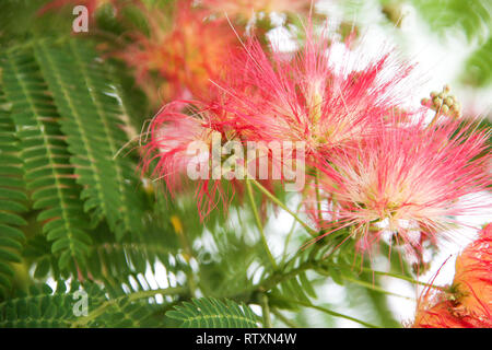 Albizia julibrissin fleurs close-up en arrière-plan Banque D'Images