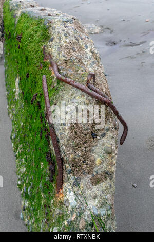 Digue brisée sur l'île de Whidbey Beach Banque D'Images