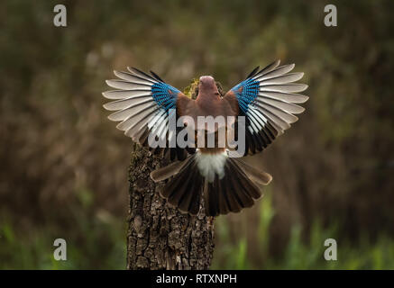 Eurasian Jay (Garrulus glandarius) avec ailes propagation de derrière dans une forêt Banque D'Images