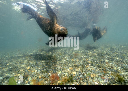 Otaria byronia, lions de mer, Punta Loma, Puerto Madryn, Chubut, Patagonie, Argentine Banque D'Images