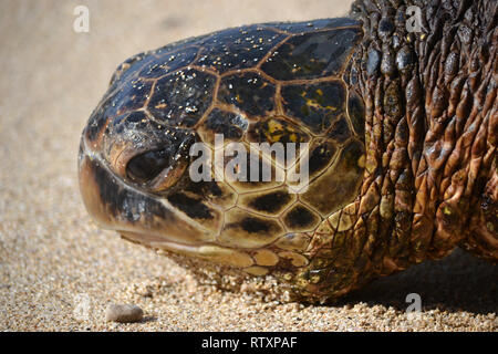 Tortue verte, Chelonia mydas, repose dans le sable de Ho'okipa Beach, Maui, Hawaii, USA Banque D'Images