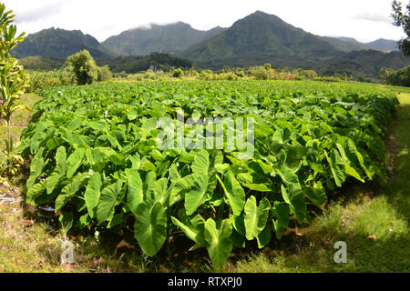 Plantation de taro, Colocasia esculenta, la famille Araceae, à la vallée d'Hanalei, Kauai, Hawaii, USA Banque D'Images