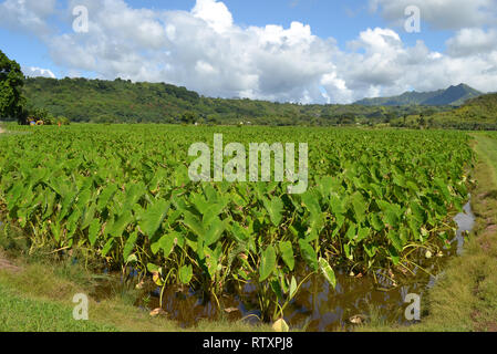 Plantation de taro, Colocasia esculenta, la famille Araceae, à la vallée d'Hanalei, Kauai, Hawaii, USA Banque D'Images