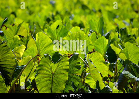 Les feuilles de taro, Colocasia esculenta, la famille Araceae, à la vallée d'Hanalei, Kauai, Hawaii, USA Banque D'Images