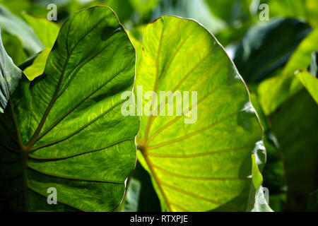 Les feuilles de taro, Colocasia esculenta, la famille Araceae, à la vallée d'Hanalei, Kauai, Hawaii, USA Banque D'Images