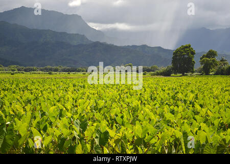 Approche de la pluie, plantation de taro Colocasia esculenta, la famille Araceae, à la vallée d'Hanalei, Kauai, Hawaii, USA Banque D'Images